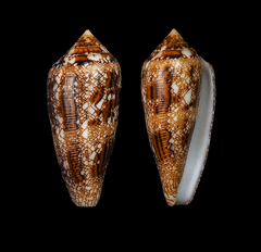 Conus aureus