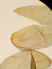 Rhynchostegium murale