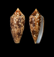 Conus aureus