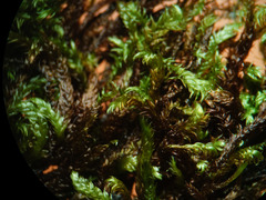 Hygrohypnum luridum