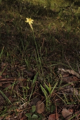 Sisyrinchium pringlei
