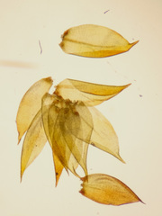 Hygrohypnum luridum