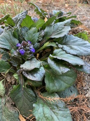Ajuga pyramidalis