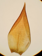 Hygrohypnum luridum