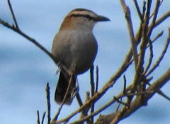 Tchagra tchagra natalensis