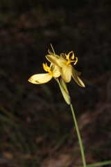 Sisyrinchium pringlei