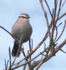 Tchagra tchagra natalensis