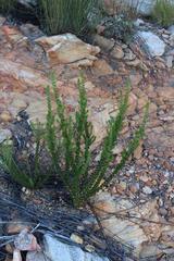 Aspalathus sceptrum-aureum