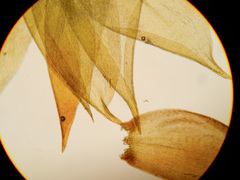 Hygrohypnum luridum