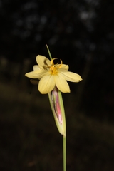 Sisyrinchium pringlei