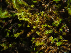 Campylophyllum halleri