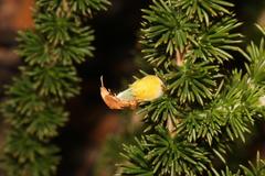 Aspalathus sceptrum-aureum