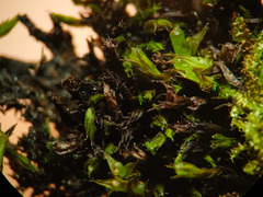 Schistidium trichodon