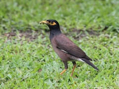 Acridotheres tristis