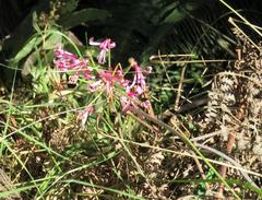 Nerine humilis