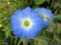 Nolana elegans