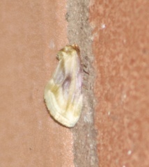 Chamaeclea basiochrea