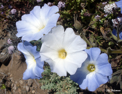 Nolana elegans