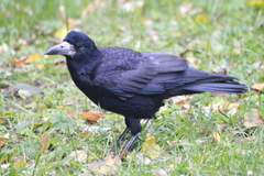 Corvus frugilegus