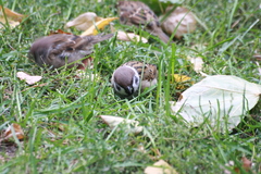 Passer montanus