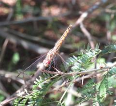Trithemis annulata annulata