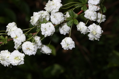 Spiraea prunifolia