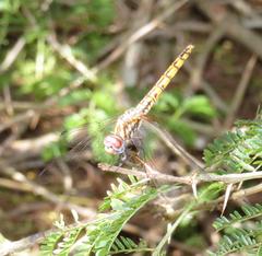 Trithemis annulata annulata