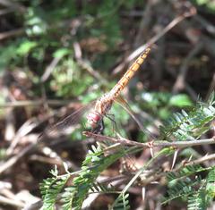 Trithemis annulata annulata
