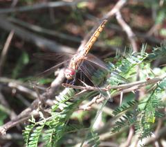Trithemis annulata annulata