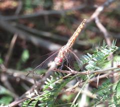 Trithemis annulata annulata