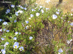 Nolana filifolia