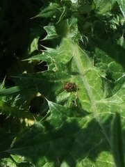 Palpada