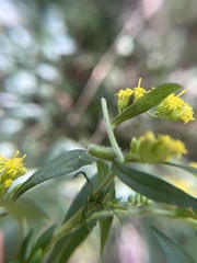 Rhopalomyia anthophila