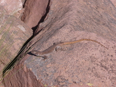 Liolaemus austromendocinus