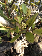 Aegiceras corniculatum