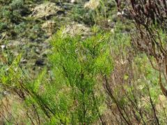 Notobubon tenuifolium