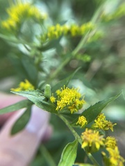 Rhopalomyia anthophila