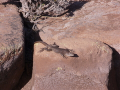 Liolaemus austromendocinus