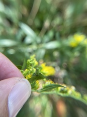 Rhopalomyia anthophila