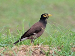 Acridotheres tristis