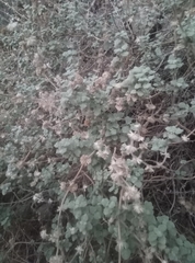 Marrubieae