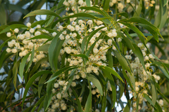Acacia implexa