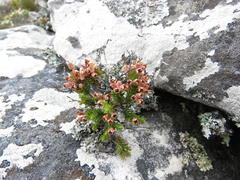 Erica diosmifolia