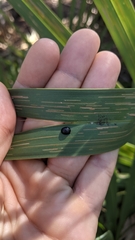 Hemisphaerota cyanea