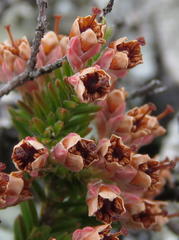 Erica diosmifolia