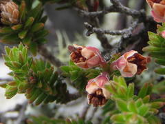 Erica diosmifolia