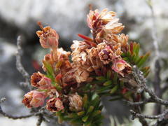 Erica diosmifolia