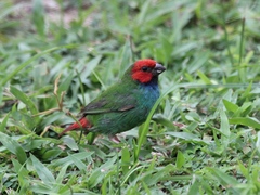 Erythrura pealii