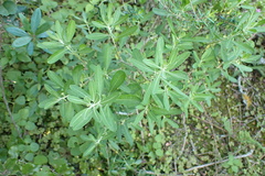 Clutia hirsuta