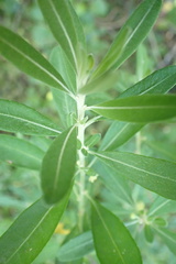 Clutia hirsuta